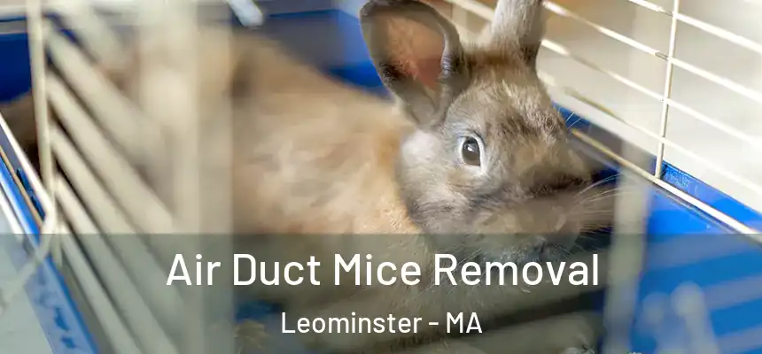  Air Duct Mice Removal Leominster - MA